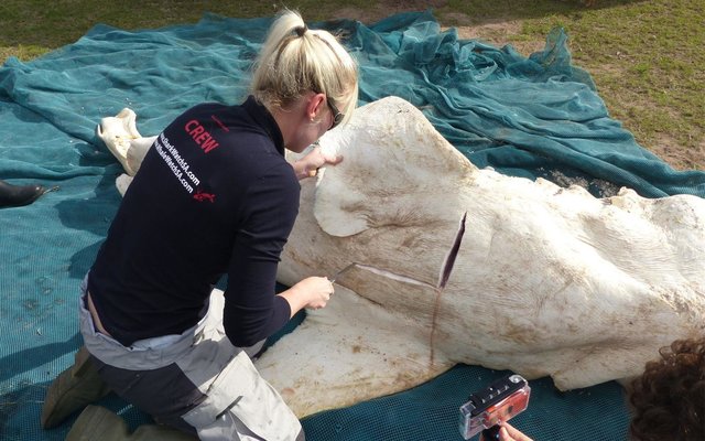 Gansbaai Grootwithaai gedissekteer 1_1